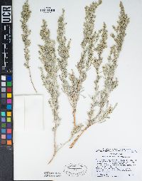 Artemisia tridentata image