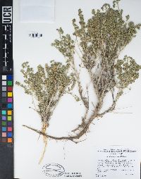 Artemisia spinescens image