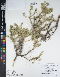 Artemisia spinescens image