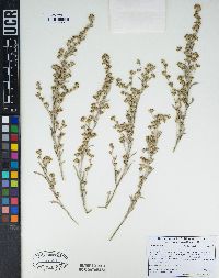 Artemisia tridentata image