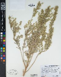 Artemisia tridentata subsp. tridentata image