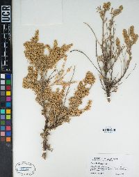 Artemisia tridentata image