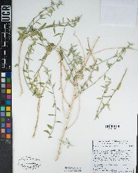 Ditaxis lanceolata image