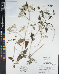 Clematis ligusticifolia image