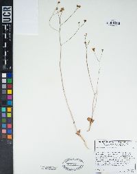 Atrichoseris platyphylla image