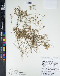 Baccharis brachyphylla image