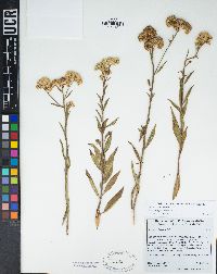 Baccharis salicifolia subsp. salicifolia image