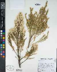 Baccharis pilularis image