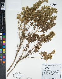 Baccharis pilularis image