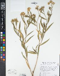 Baccharis salicifolia image