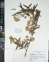 Baccharis salicifolia image