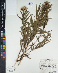 Baccharis salicifolia image