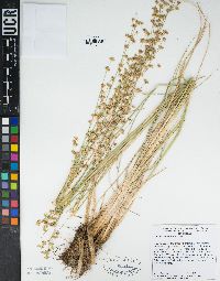 Juncus macrandrus image