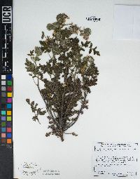 Phacelia cicutaria var. hispida image