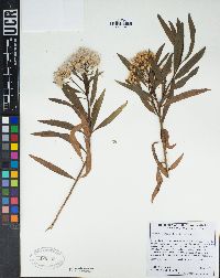 Baccharis salicifolia image