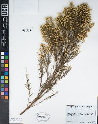 Baccharis sarothroides image