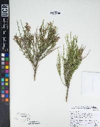 Baccharis sergiloides image