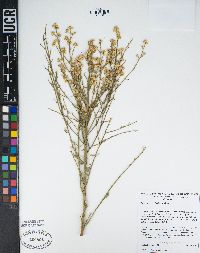 Baccharis sergiloides image