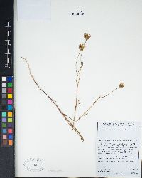 Chaenactis artemisiifolia image