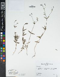 Kelloggia galioides image