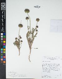 Salvia columbariae image