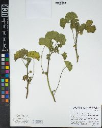 Malva parviflora image