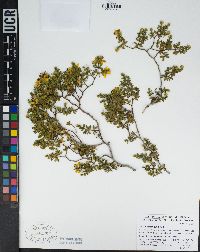 Larrea tridentata image