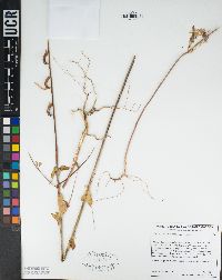 Clarkia borealis subsp. borealis image