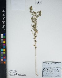 Hemizonia pungens subsp. laevis image