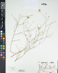 Bebbia juncea image