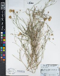 Bebbia juncea image