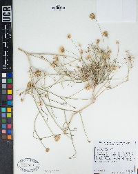 Bebbia juncea image