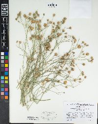 Bebbia juncea var. aspera image