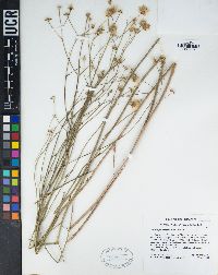 Bebbia juncea image