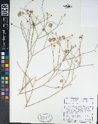 Bebbia juncea image