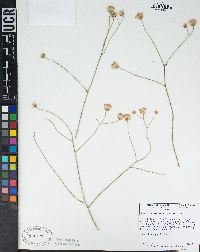 Bebbia juncea var. aspera image