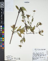 Bidens frondosa image