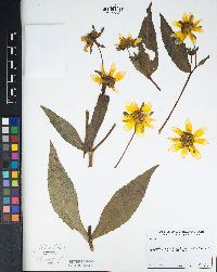 Bidens laevis image