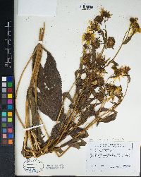 Bidens laevis image