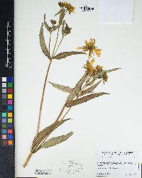 Bidens laevis image