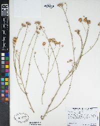 Bebbia juncea image