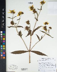 Bidens laevis image