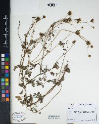 Bidens pilosa image