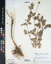 Bidens pilosa image