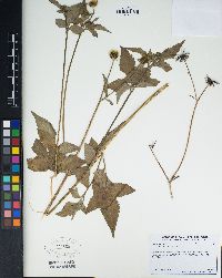 Bidens pilosa image