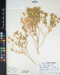 Brickellia atractyloides image