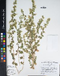 Brickellia californica image