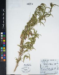 Brickellia longifolia image