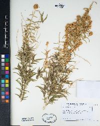 Brickellia longifolia image