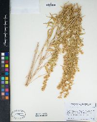 Brickellia longifolia image